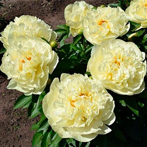 Півонія Лемон Шифон (Lemon Chiffon) - Зображення 2