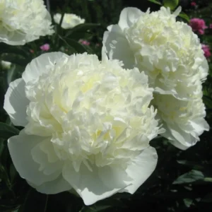 Півонія Дюшес де Немур (Duchesse de Nemours)