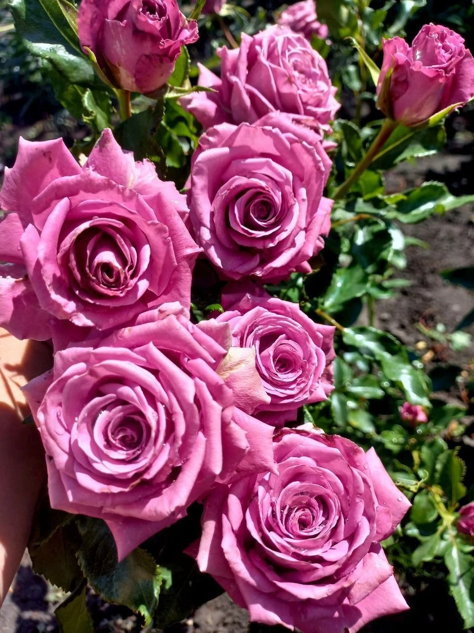 Моя Любов (Mу Love) Таємнича троянда з букетною історією. - Зображення 6