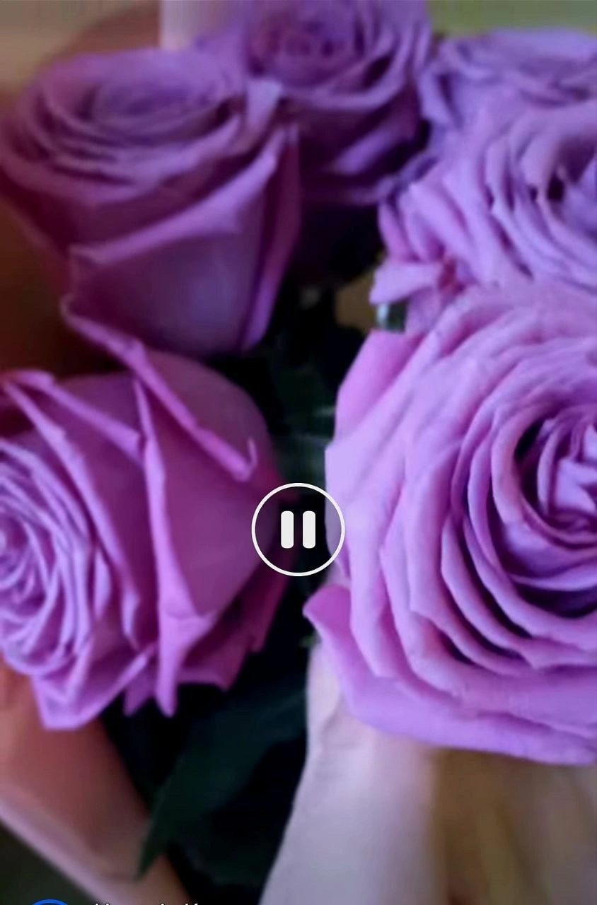 Моя Любов (Mу Love) Таємнича троянда з букетною історією. - Зображення 8