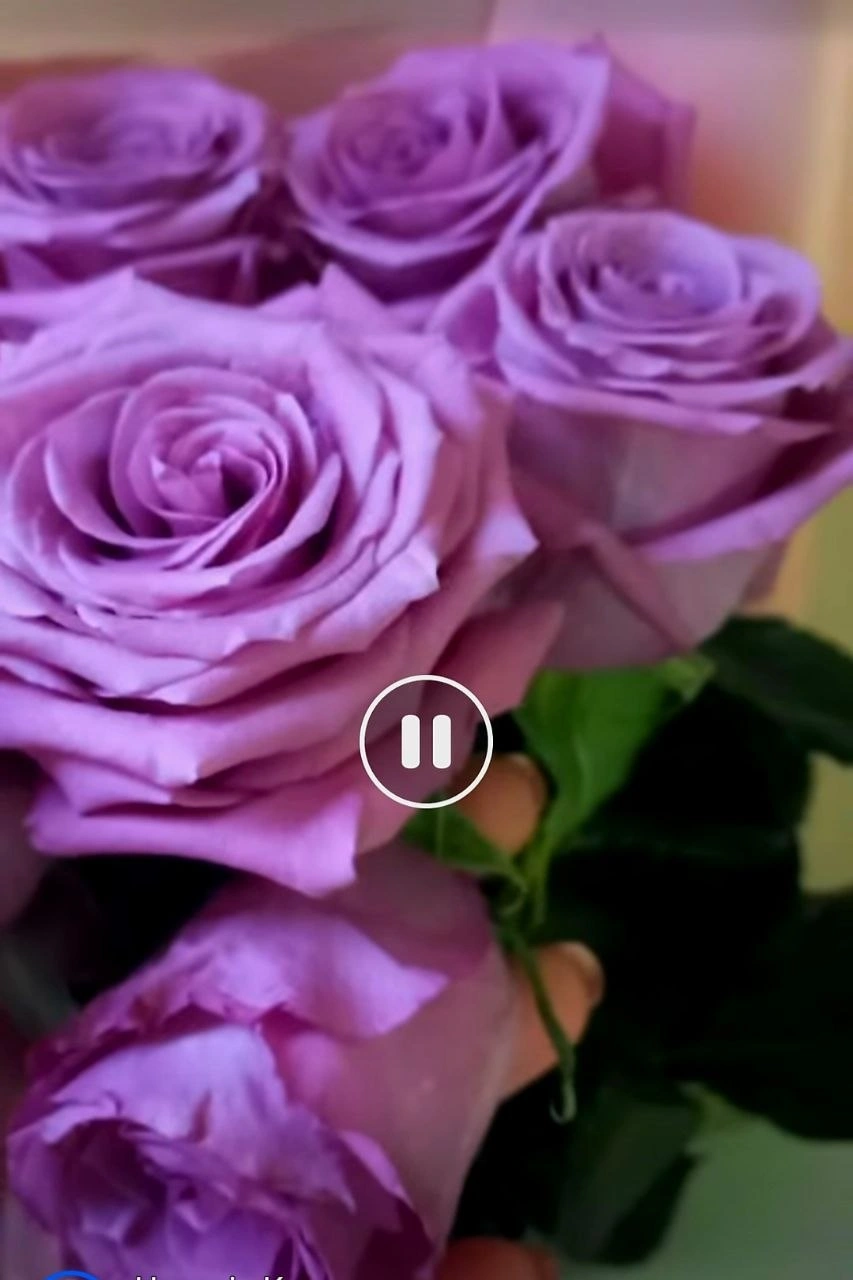 Моя Любов (Mу Love) Таємнича троянда з букетною історією. - Зображення 10