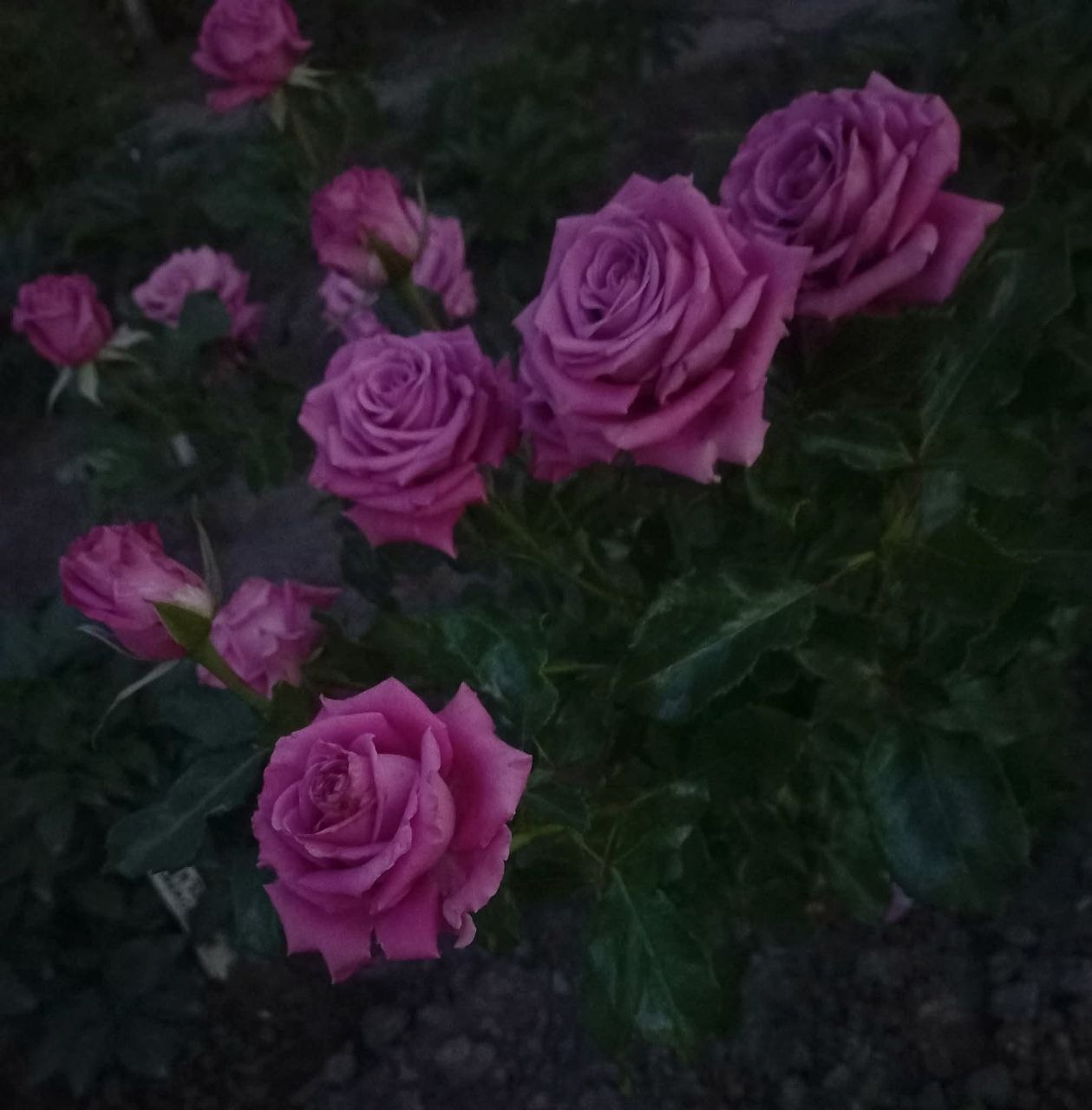 Моя Любов (Mу Love) Таємнича троянда з букетною історією. - Зображення 9