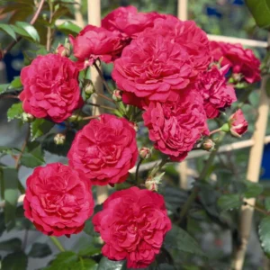 Старлет Роуз Лола (Starlet Rose Lola). НОВИНКА!